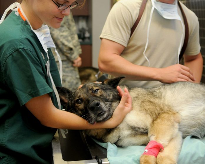 curare-cani-e-gatti-con-farmaci-‘ad-uso-umano’:-speranza-firma-il-decreto