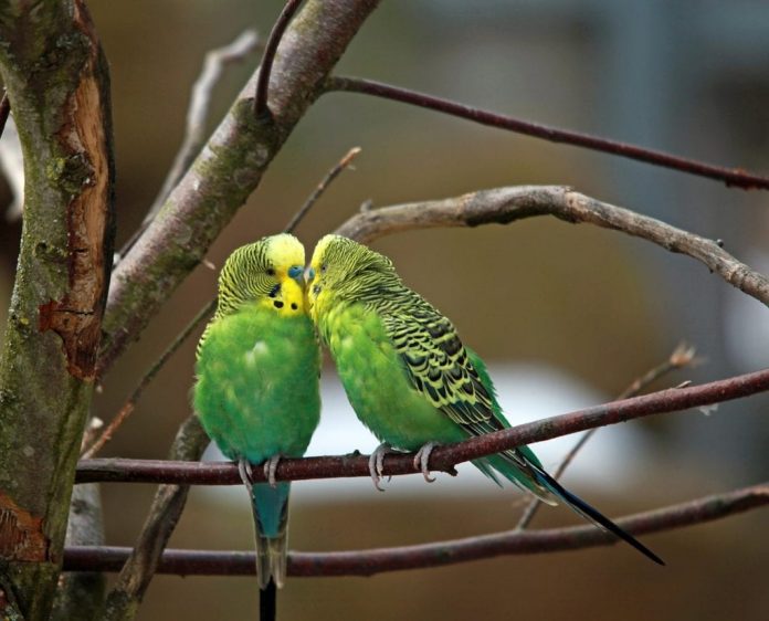 aaa.-cercasi-avvistatori-di-pappagallini-verdi:-il-comune-di-genova-avvia-un-censimento