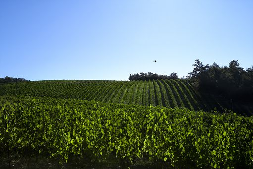 vino,-il-“siepi”-di-castello-di-fonterutoli-compie-trent’anni