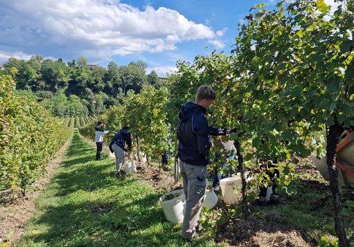 vino,-a-la-farra-vendemmia-con-studenti-del-conegliano-valdobbiadene