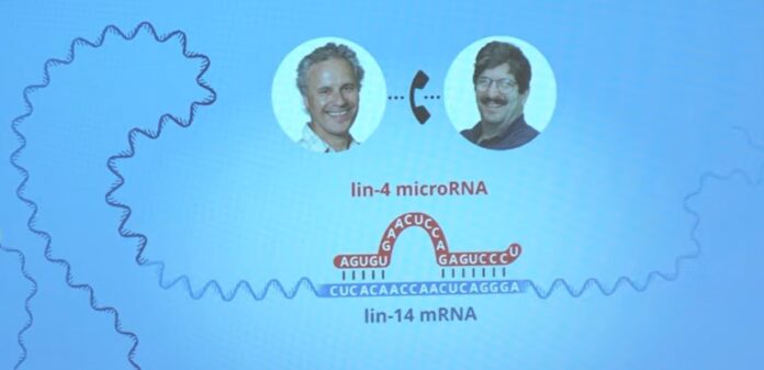 premio-nobel-per-la-medicina,-vince-il-microrna-di-ambros-e-ruvkun