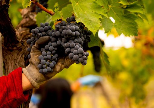 vendemmia,-cons.-abruzzo:-qualità-eccellente-ma-quantità-non-soddisfa